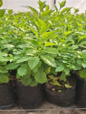 Mythriva Mor Çiçekli Duranta Ağacı Fidanı (40-70 Cm) 1 Adet Tüplü Dış Mekan Bitkisi, BTSNU1902202419