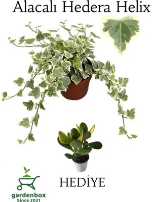 Mythriva Beyaz Alacalı Hedera Helix Sarmaşığı 1ADET Saksılı 25-40CM +Yeşim Para Çiçeği, GDB110624NA38