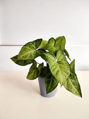 Mythriva Melek Kanadı Sarmaşığı 1 Adet Saksılı 20-40CM Iç Mekan Salon Ofis Çiçeği
