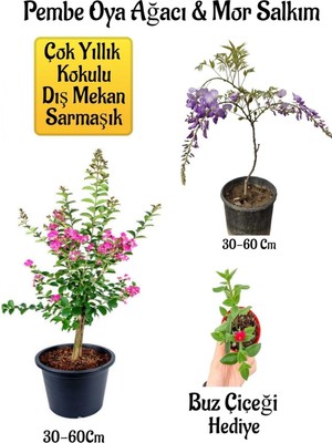 Mythriva Avantajlı Pembe Oya Ağacı Fidanı Mor Salkım Ağacı Fidanı Buz Çiçeği Bahçe Peyzaj Seti