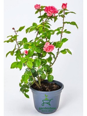 Mythriva Canlı Bahçe Gülü Pembe Renk 30-50CM (Pink Rose)
