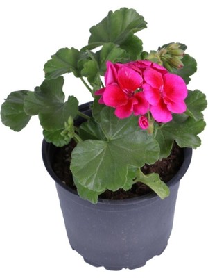 Mythriva Sardunya Çiçeği Saksı'da - Pelargonium - Koyu Pembe Renk