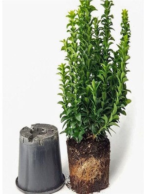 Mythriva Videolu Yeşil Çıtır Taflan Çiçeği Fidanı 1 Adet Saksılı 20-40 cm Çit Bitkisi (Prunus Laurocerasus)