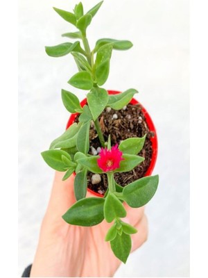 Mythriva Videolu Buz Çiçeği Fidesi Fidanı 10 Adet Saksılı/tüplü 5-10 cm Bahçe Bitkisi (Delosperma)