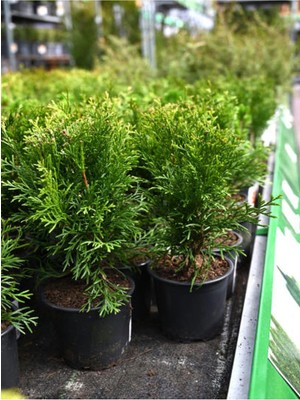 Mythriva Videolu Kokulu Mini Limoni Servi Fidanı 20 Adet Tüplü/mini Saksılı 10-15 cm (Miniature Pine Tree)