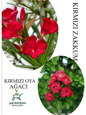 Mythriva Kırmızı Oya Fidanı 1 Adet Saksılı 30-60CM -Kırmız Zakkum Çiçeği 1 Adet 30-60CM, GDBTS060624NA31