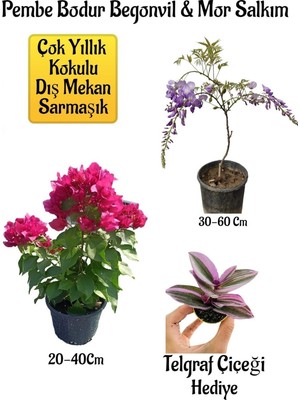 Mythriva Avantajlı Pembe Bodur Begonvil Mor Salkım Ağacı Fidanı Telgraf Çiçeği Bahçe Peyzaj Seti