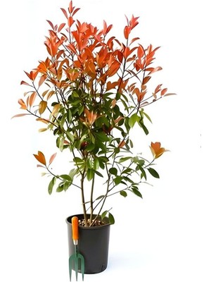 Mythriva Videolu 1 Adet Alev Çalısı Çiçeği Fidanı 40-60CM Saksılı (Burning Bush)