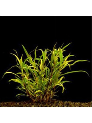 Mythriva Hygrophila Lacustris Saksı Canlı Bitki