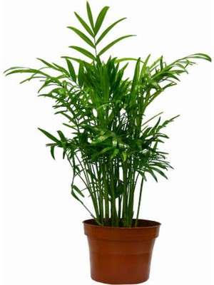 Mythriva Videolu Areka Palmiyesi 1 Adet Saksılı 20-40CM Ev Ofis Salon Bitkisi (Dypsis Lutescens- Şamadora)