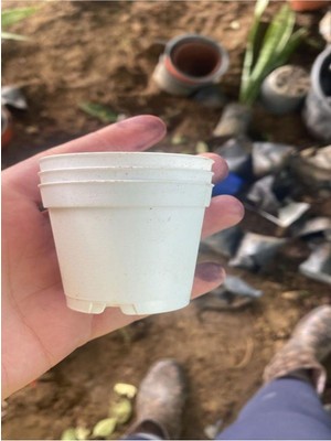 Mythriva Katı Plastik Sukulent Saksısı 15 Adet Beyaz (5.5 Cm)