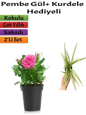 Mythriva Pembe Gül (10-15 Cm)+(5-10 Cm) Kurdela Çiçeği Hediyeli Saksılı Dış Mekan Bitkisi, BTSNU2102202400