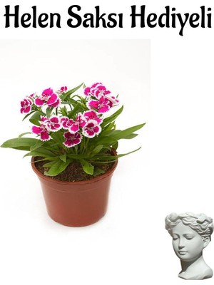 Mythriva Hediyelik Pembe Çin Karanfili Çiçeği Sevgililer Gününe Özel Helen Saksı Hediyeli