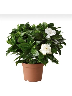 Mythriva Videolu Kokulu Hediyelik 1 Adet Gardenya Çiçeği Saksılı 30-50CM (Gardenia Flower)