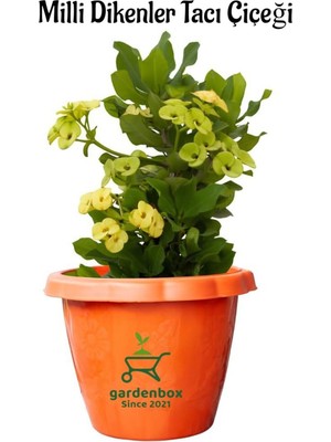 Mythriva Formlu Sarı Renk Euphorbia Dikenler Tacı 20-25CM