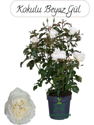 Mythriva Yediveren Beyaz Renk Gül Çiçeği Fidanı 1 Adet Saksıda 30-50CM