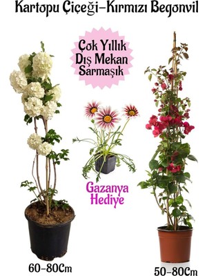 Mythriva Kartopu Çiçeği 1 Adet +Kırmızı Begonvil 1 Adet+ Pembe Gazanya Hediyeli Saksılı Bahçe Seti