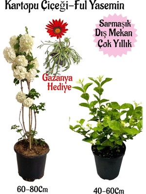 Mythriva Nura Botanik Kartopu Çiçeği, Kokulu Ful Yasemin, Kırmızı Gazanya Hediyeli Saksılı Bahçe Seti