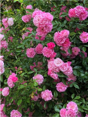 Mythriva Videolu Pembe Kokulu 1 Adet Isparta Gül Fidanı Saksılı 50-75CM (Isparta Pink Rose Sapling)