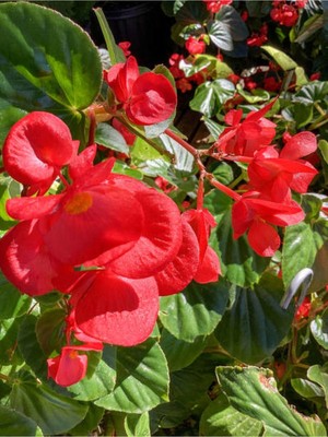 Mythriva Videolu Kırmızı Katlı Saksılı Begonya Çiçeği 1 Adet Saksılı/tüplü 20-40CM (Red Begonia)