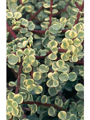 Mythriva Portulaca Afra Variegata (Alacalı Fil Azığı) Sukulent Bitki