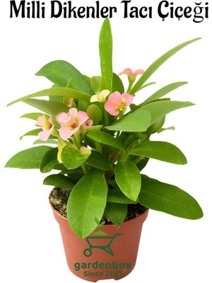 Mythriva Pembe Renk Dikenler Tacı Çiçeği 1 Adet Saksılı 20-25CM