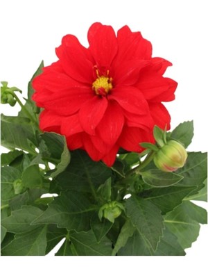 Mythriva Dahlia - Yıldız Çiçeği - Dalya Bitkisi Kırmızı Renk Dış Mekan Balkon Bahçe Peyzaj