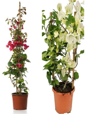 Mythriva Nura Botanik Begonvil Sarmaşığı, 1 Adet Kırmızı + 1 Adet Beyaz Begonvil Çiçeği, 40-60CM, Saksılı