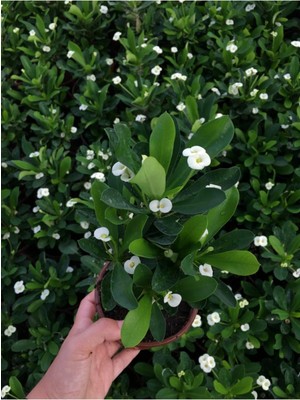 Mythriva Çok Avantajlı Beyaz Renk Dikenler Tacı Çiçekli Ithal Hollanda Milli Saksılı Kaktüs (White Euphorbia)