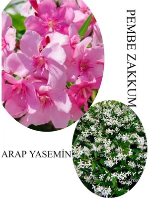 Mythriva Bitkim Sende Pembe Zakkum Fidanı Saksılı 30-60CM, Arap Yasemin Çiçeği 30-50CM, Set