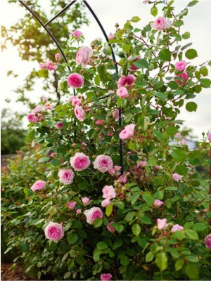 Mythriva Videolu Pembe Sarmaşık Çardak Gül Fidanı 1 Adet Saksılı/tüplü 90-120 cm (Climbing Rose)