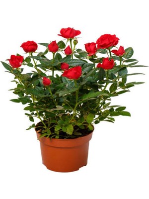 Mythriva Videolu Yediveren Kırmızı Minyatür Gül Fidanı 1 Adet Saksılı/tüplü Iç-Dış Mekan Bitkisi (Red Rose)