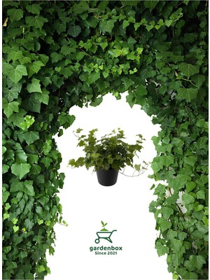 Mythriva Hedera Helix Sarmaşığı Saksıda 1 Adet 30-40CM Makrome Saksılı