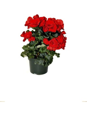 Mythriva Kırmızı Katlı Begonya Çiçeği Fidanı Çiçekli Begonya 20CM 40CM