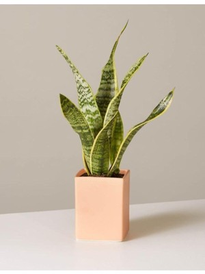 Mythriva Çok Avantajlı Sansevieria Laurentii Superba Bodur Paşa Kılıcı (Kılıç Çiçeği)