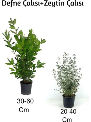 Mythriva Defne Çalısı+ Zeytin Çalısı 2'li Set Dış Mekan Bitkisi