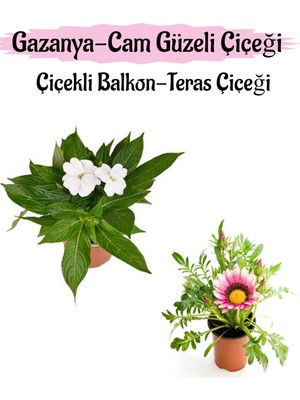 Mythriva Kampanyalı Beyaz Renk Cam Güzeli 1 Adet Pembe Beyaz Renk Gazanya Çiçeği 1 Adet 10-20CM