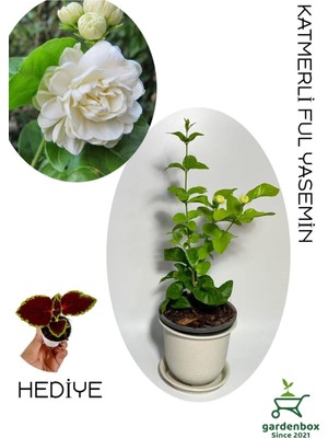 Mythriva Katmerli Yoğun Kokulu Yasemin Çiçeği 1 Adet Saksılı 30-60CM Bahçe Balkon Çiçeği