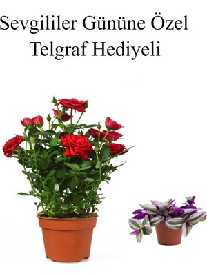 Mythriva Anneler Gününe Özel Kırmızı Renk Gül Fidanı Telgraf Hediyeli