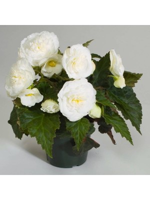 Mythriva Katlı Begonya Çiçeği Fidanı 20CM 40CM Beyaz Saksılı