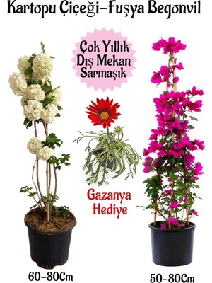 Mythriva Kartopu Çiçeği 1 Adet +Fuşya Begonvil 1 Adet+ Kırmızı Gazanya Hediyeli Saksılı Bahçe Seti, BTSNA01KAR15