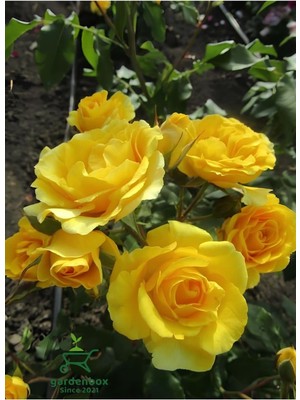 Mythriva Kokulu Sarı Renk Gül Fidanı 1 Adet Saksıda 30-50CM (Yellow Rose)