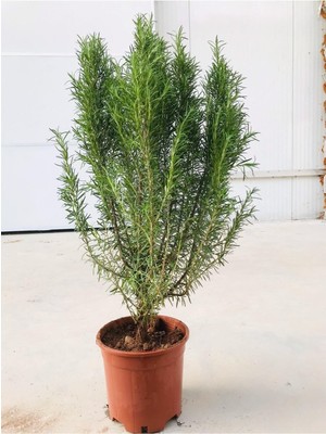 Mythriva Gardenbox Biberiye Fidanı Büyük Boy, Kuş Dili, 5.5 Litre Saksılı