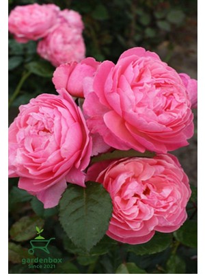Mythriva Mis Kokulu Pembe Isparta Gülü Saksılı 30-50CM