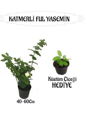 Mythriva Mis Kokulu Katmerli Ful Yasemin 1 Adet+Tül Kuşkonmaz Çiçeği Hediyeli, BTS01YGNA149