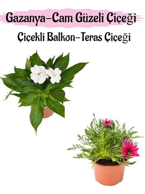 Mythriva Beyaz Renk Cam Güzeli 1 Adet+ Pembe Gazanya Çiçeği 1 Adet Saksılı 10-20CM, BTS0101NA1365