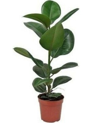Mythriva Kauçuk Bitkisi 50 60 cm Ev Bitkisi Ofis Bitkisi Salon Bitkisi Iç Mekan Bitki, BTSR762