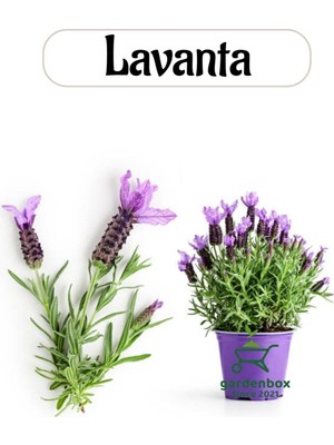 Mythriva Aromatik Bitki Lavanta Fidesi 1 Adet Saksılı 20-30CM (Lavander)