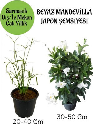 Mythriva Gardenbox Japon Şemsiyesi Saksılı + Beyaz Mandevilla Çiçeği Saksılı Salon Seti