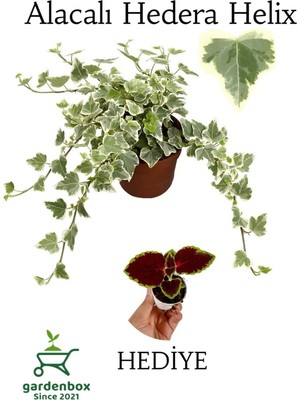 Mythriva Beyaz Alacalı Hedera Helix Sarmaşığı 1ADET Saksılı 25-40CM +Yaprak Güzeli